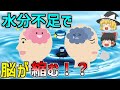 【ゆっくり解説】水分不足で脳が壊れる！？知らないと怖い脱水の真実と水と脳の関係について