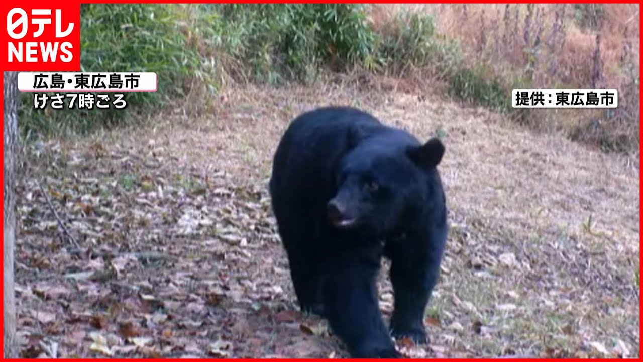 出没 監視カメラに熊 冬眠前 エサ食べるためか Youtube