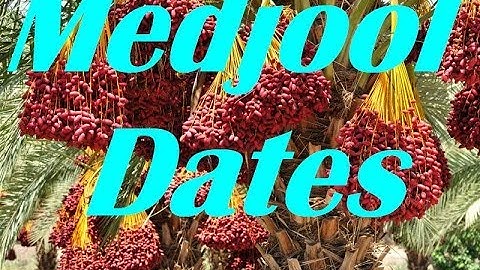 How to Germinate Medjool Date Seeds, Grow Medjool Date Palm Trees