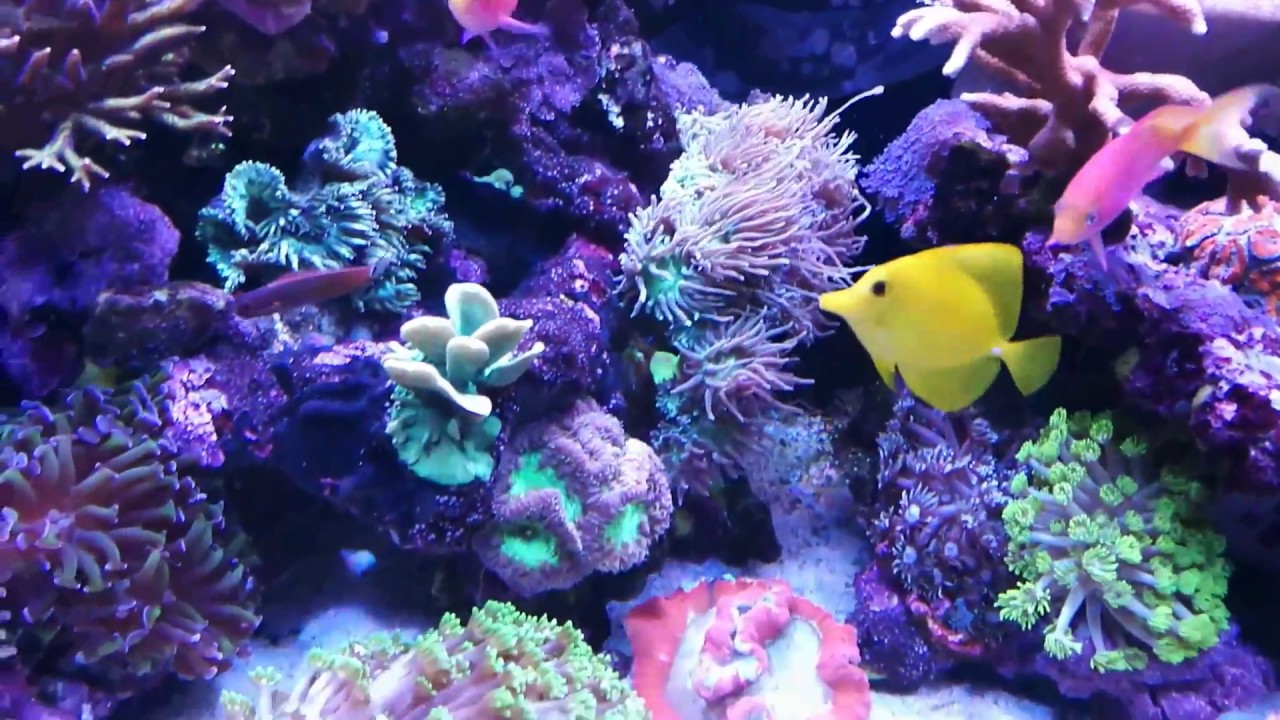 Aqua Medic Xenia 100 / Meerwasseraquarium / Juni 2017 / 85g Reef Tank