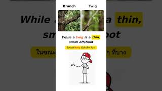 branch vs twig #ielts #ieltsvocabulary #english #englishvocabulary #englishlearning