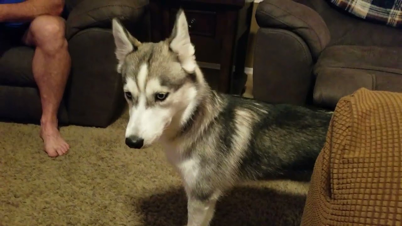 Scary Halloween Inflatable - Siberian Husky Tank & Tashi