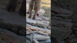 Tucker climbing the firewood stack