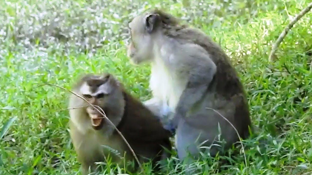 Leader Monkey Want To Do Pigtail Monkey? She Scared and Cry Very Loudly Leader Monkey Want To Do Pigtail Monkey? She Scared and Cry Very Loudly