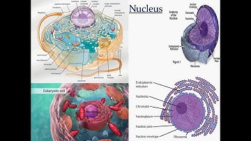 Structure of nucleus