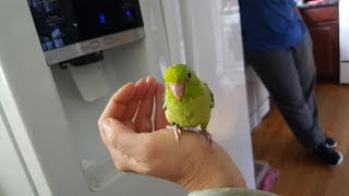Ditty: World's Best Talking Parrotlet