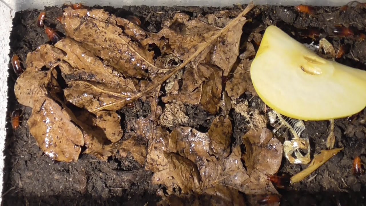 VERSORGUNG UND HALTUNG VON FUTTERINSEKTEN