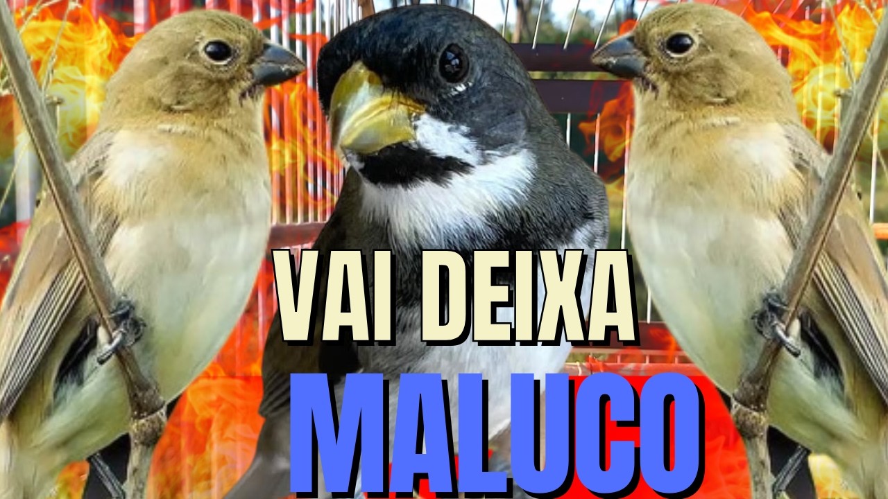 COLEIRO TUÍ-TUÍ COM FÊMEA CHAMANDO PARA ESQUENTAR COLEIRO TUI TUI E ENCARTE DE COLEIRO TUI TUI