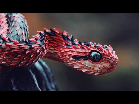 10 Most Dangerous Snakes In The World|Most Venomous Snakes 2021 - Youtube