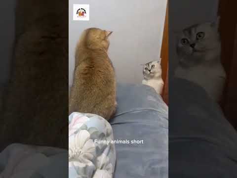 Funny  Cats Videos 2024 😅 - Best Funniest Animal Videos Of The week #1 #viral