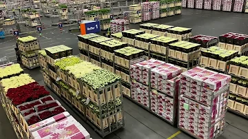 Dutch Flower Auction in Aalsmeer