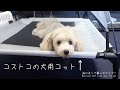 コストコの犬用コットをプレゼントしたら・・・w