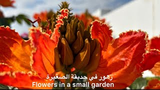 ‏زهور في حديقة الصغيرة | Flowers in a small garden ?