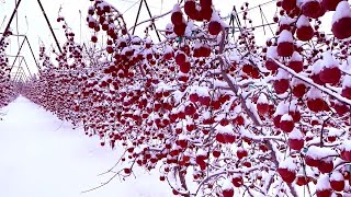 Snow Apple Harvest and How to Store Apple Under Snow, Japanese Apple Farming Technique