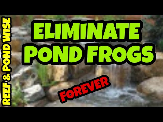HOW TO ELIMINATE FROGS IN YOUR BACKYARD POND. class=