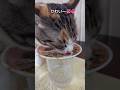 愛猫と美味しいランチ #子猫 #保護猫 #猫のいる暮らし