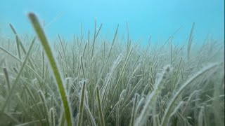 POSİDONİA OCEANİCA | DİVİNGO