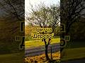 Притча "Дерево" #дерево #притча #притчасосмыслом #притчаожизни #притчадня