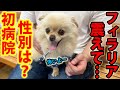 保護犬チビが初めての病院で震える。フィラリア予防と健康状態