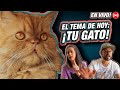 🔴 EL TEMA DE HOY: TU GATO! 😺 LA GATERÍA TV EN VIVO 29/5/20