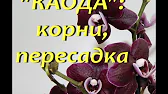 Орхидеи,узамба́рские фиалки,Самара🌺