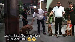 Anjing Pitbull pintar - Floki and Pablito main ke Komendan Om JOHN KEI