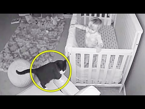 Video: Is Baby’s Breath to cats – Erfahren Sie mehr über Baby’s Breath Blumen und Katzen