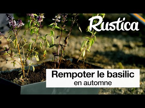 Vidéo: Le basilic peut-il être cultivé à l'intérieur en hiver ?