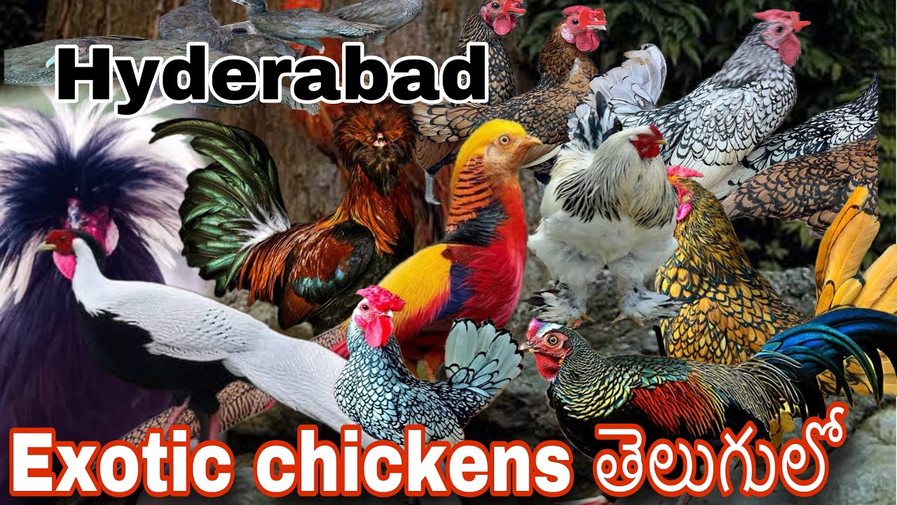 Exotic birds ఇపుడు హైదరాబాద్ లో MIK FARMS | fancy chicken in Hyderabad | pheasant | Quail birds