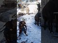 Флекс конины / Assassin's Creed Valhalla