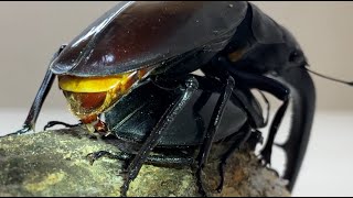 【4K/60fps 】Hexarthrius Mandibularis mating Part1　マンディブラリスフタマタクワガタの交尾　その１