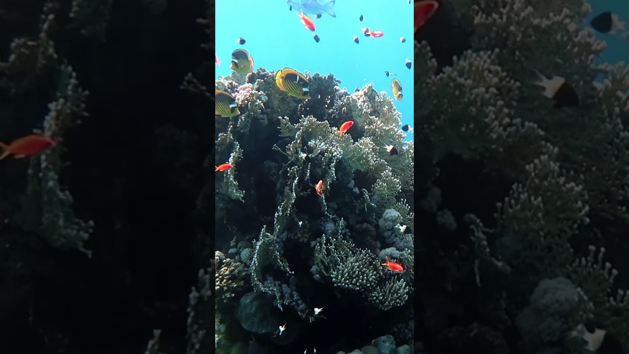 Raccoon butterflyfish - Snorkeling - Ras Um Sid - Sharm El Sheikh - Red Sea - Egypt