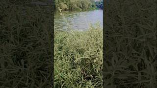 Doha ke chudi#song #short video