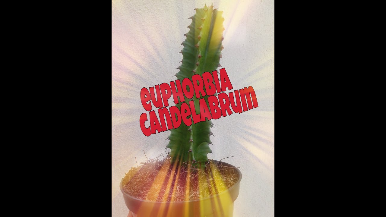 La euphorbia candelabrum