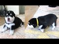 My Puppies Learn to Walk for the First Time!