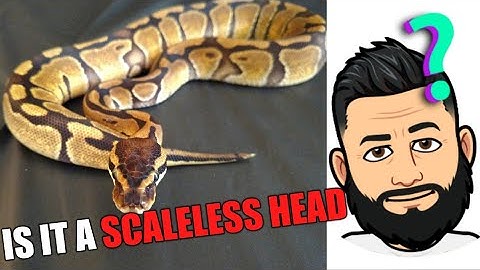 How do you know you have a scaleless head ball python