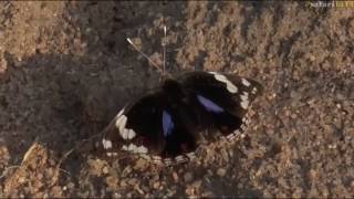 April 19, 2017- Blue Pansy Butterfly