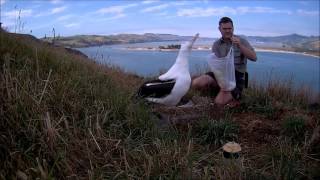 #RoyalCam 2016 highlights: Weighing albatross chick