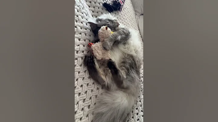 Video 11559141: coon mainecoon kitten cat, coon big cat mainecoon, mains coon cat mainecoon, mainecoon cat cutecat kitten, mainecoon cat kitten cute, mainecoon cat kitten funny, maine coon fun