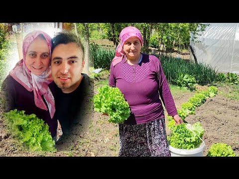 Annemin kocaman Marulları 😱 Bahçede yok yok #Karadeniz#Zonguldak#Çaycuma#Bartın#Bağbahçeişleri