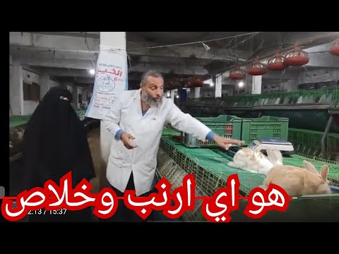 فيديو: كيفية التمييز بين لحم الأرانب