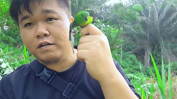 Memikat Serindit Liar Di Kebun Sawit Di Kg. Lumadan, Beaufort | Part 03