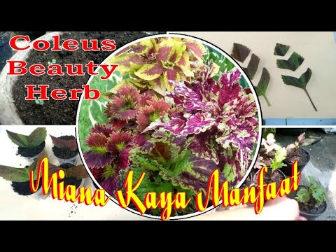 Video: Coleus Dan Penanamannya