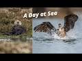 WILDLIFE PHOTOGRAPHY - SOLO outing in my kayak looking for SEA OTTERS and other WILDLIFE