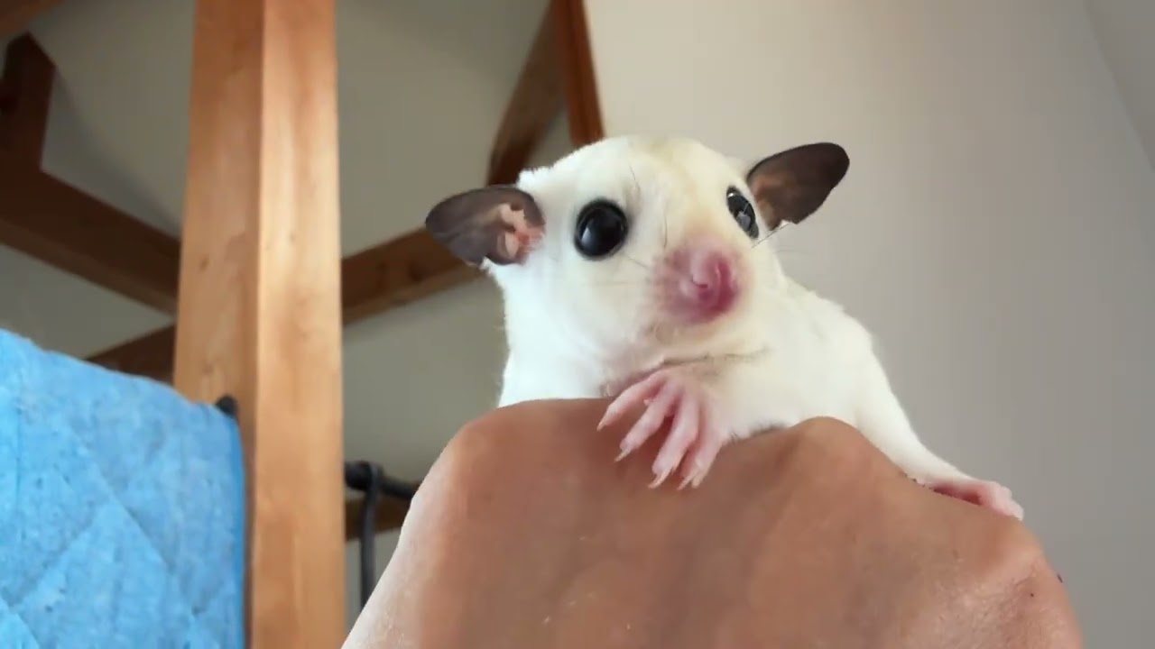 フクロモモンガ パウダーモザイクホワイトテール 男の子 2025年5