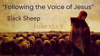 Black Sheep - Luke 15:1-7