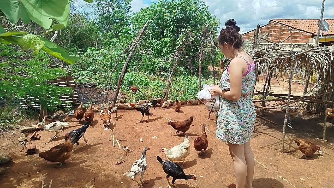COLOCANDO PÃO PARA MINHAS GALINHA.
