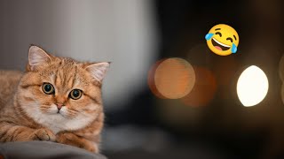 CATS FUNNY CUTE VIDEOS 🐾 192