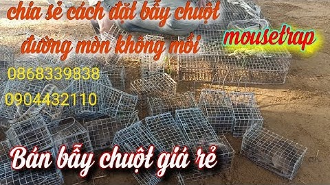 Hướng Dẫn Cách Đặt Bẫy Chuột Đường Mòn Không Mồi, Bán Bẫy Chuột  |Mousetrap|KhaNguyen
