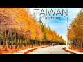 【台中落羽松秘境】麗寶1公里落羽松大道現況(2023/12/23)4K HDR｜Taiwan Taichung Walk - 1km+ long Bald Cypress walk
